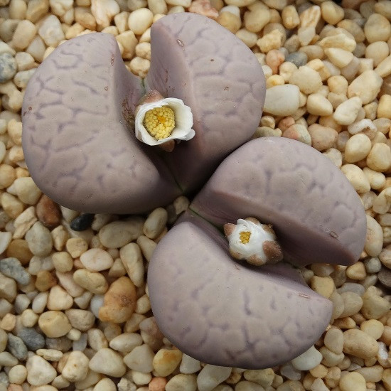 Lithops