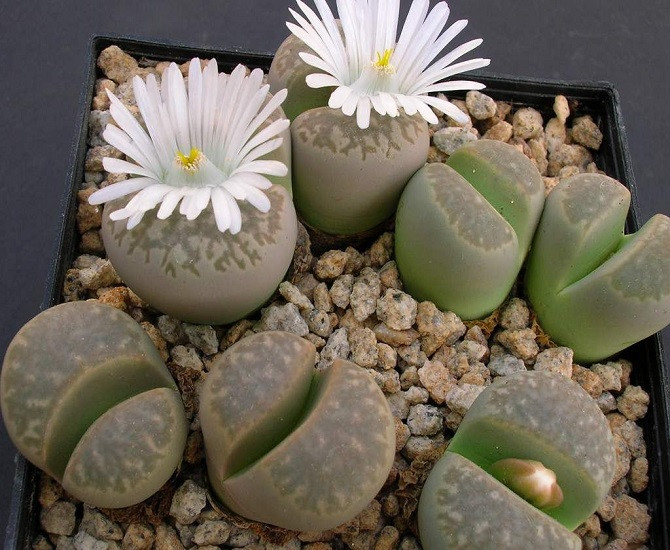 Lithops