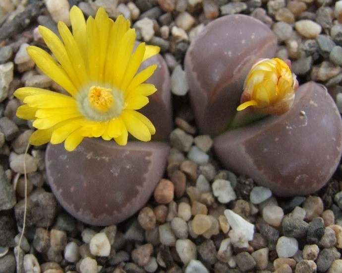Lithops