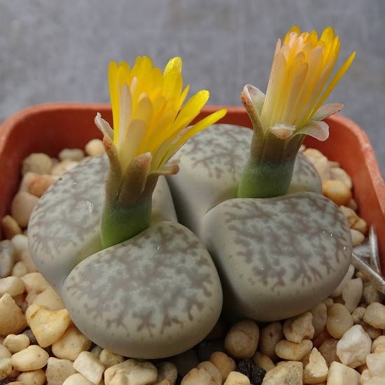 Lithops