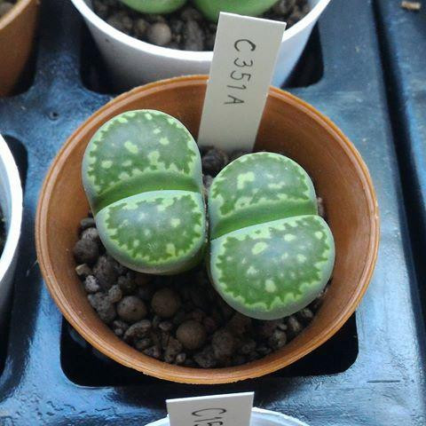 Lithops