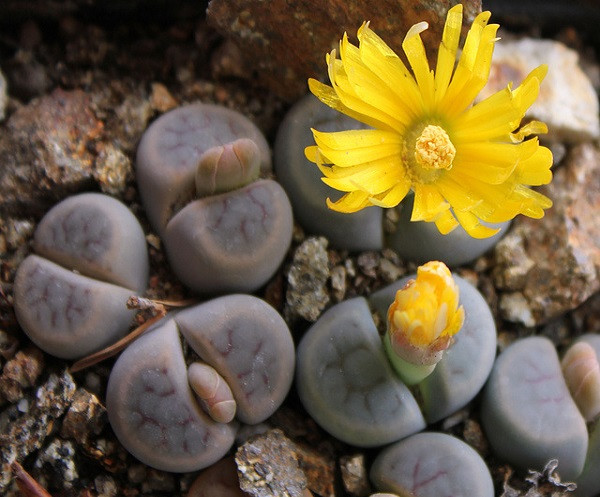 Lithops