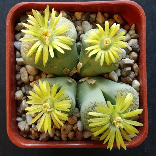 Lithops