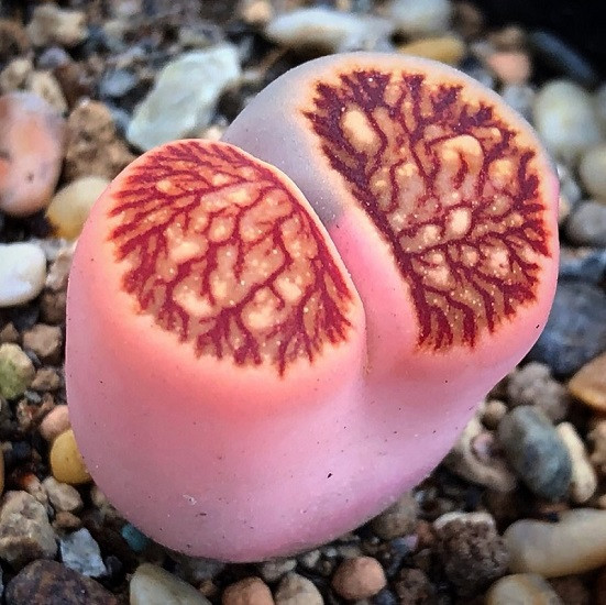 Lithops