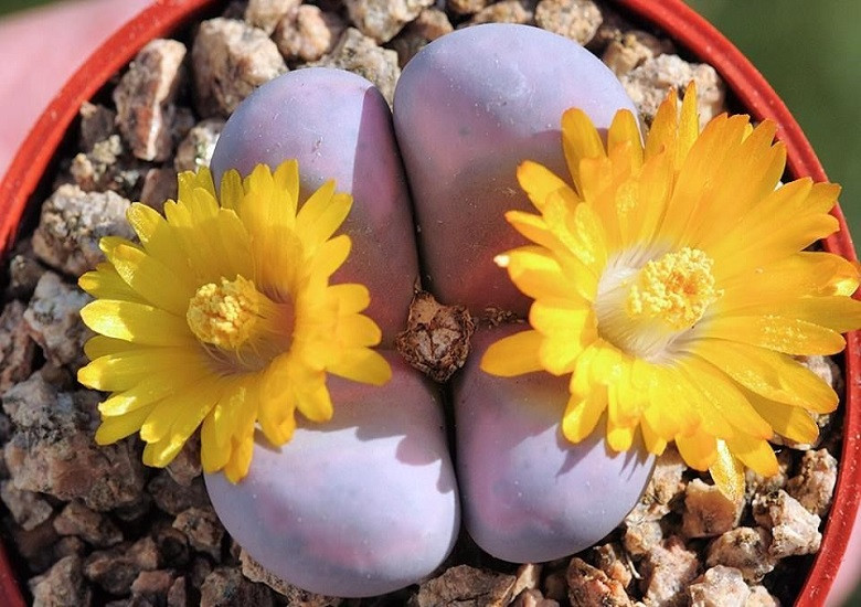 Lithops