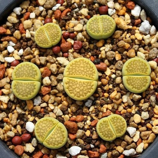 Lithops