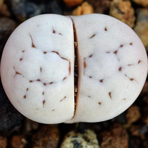 Lithops