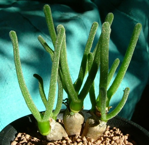 Monilaria PISIFORMIS или Монилария Пестичная (семена)