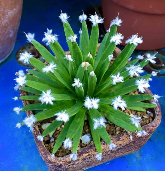 Agave ALBOPILOSA или Агава Беловолосная (семена)
