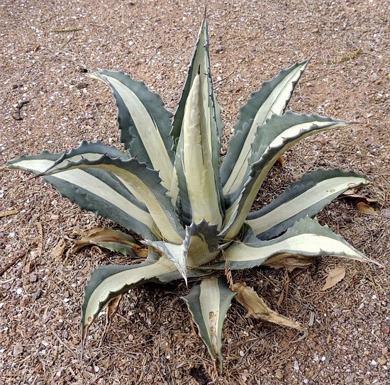 Agave AMERICANA var MEDIOPICTA ALBA или Агава Американская (семена)