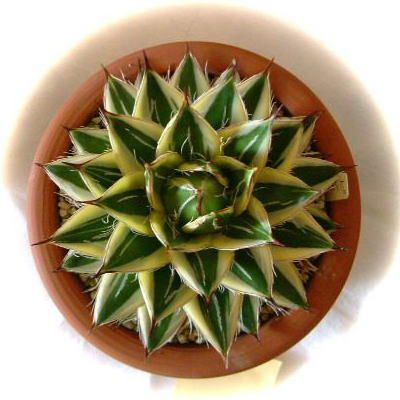 Agave FILIFERA var COMPACTA 