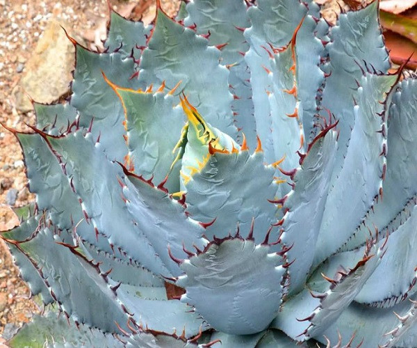 Agave GUADALAJARANA или Агава Гвадалахарская (семена)