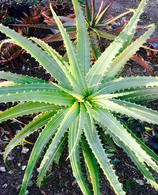 Aloe ARBORESCENS VARIEGATA или Алоэ Древовидное (семена)