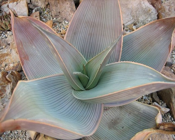 Aloe KARASBERGENSIS или Алоэ Карасбергенсис (семена)