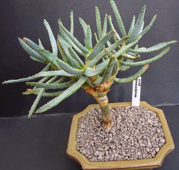 Aloe RAMOSISSIMA или Алоэ Ветвистое (семена)