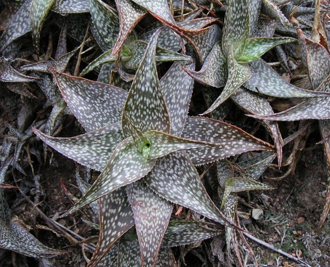 Aloe RUFFINGIANA или Алоэ Раффингиана (семена)