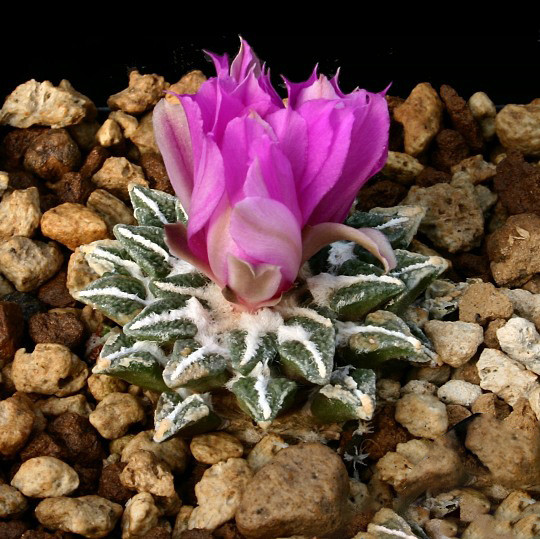 Ariocarpus KOTSCHOUBEYANUS 