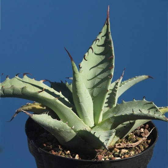 Agave ASPERRIMA или Агава Асперрима (семена)