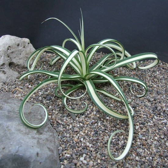 Agave BRACTEOSA 