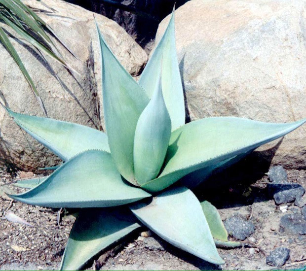 Agave GUINGOLA или Агава Гингола (семена)