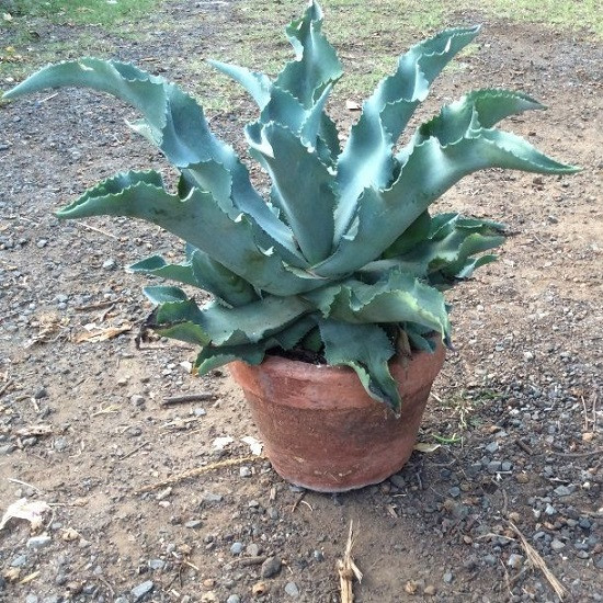 Agave GYPSOPHILA или Агава Гипсофила (семена)