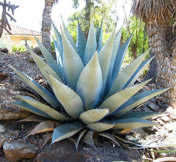 Agave HAVARDIANA или Агава Хавардиана (семена)
