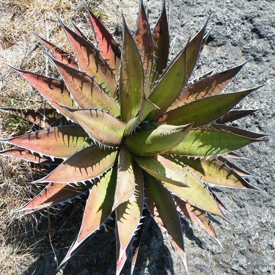 Agave KERCHOVEI или Агава Керчовей (семена)