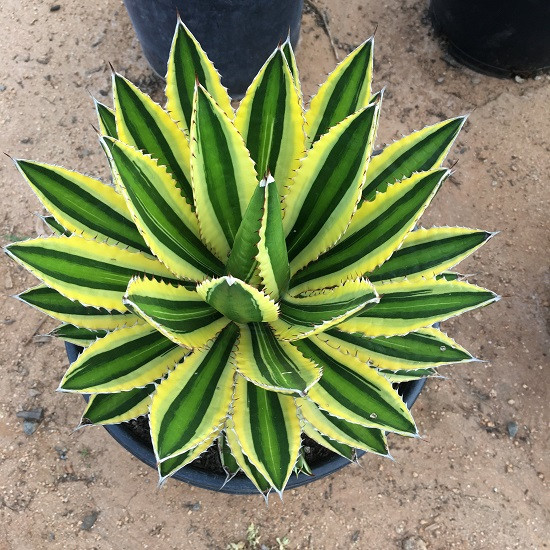 Agave LOPHANTHA var QUADRICOLOR или Агава Лопанта (семена)