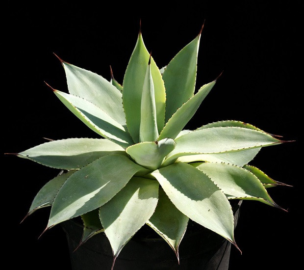 Agave MITIS var ALBIDIOR или Агава Мягкая (семена)