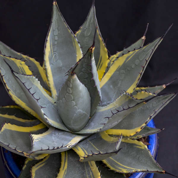 Agave NEOMEXICANA 