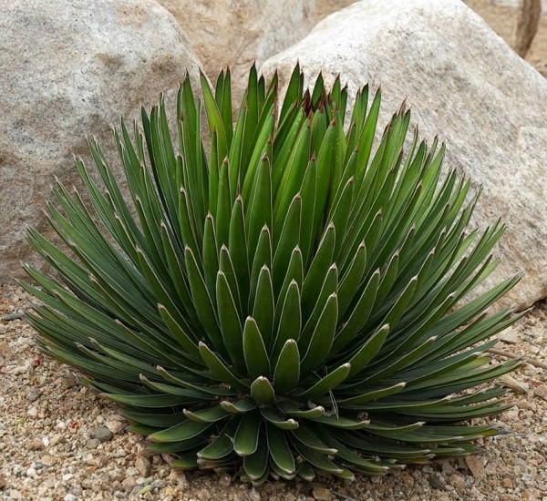 Agave OCAHUI или Агава Окахуи (семена)