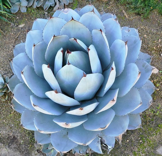Agave PARRYI var TRUNCATA или Агава Парри (семена)