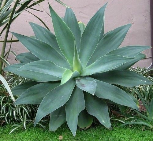 Agave PEDUNCULIFERA или Агава Цветоносная (семена)