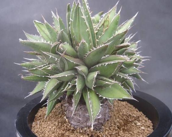 Agave PURPUSORUM или Агава Пурпурная (семена)