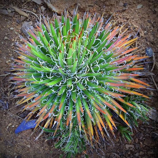 Agave SCHOTTII или Агава Шотта (семена)