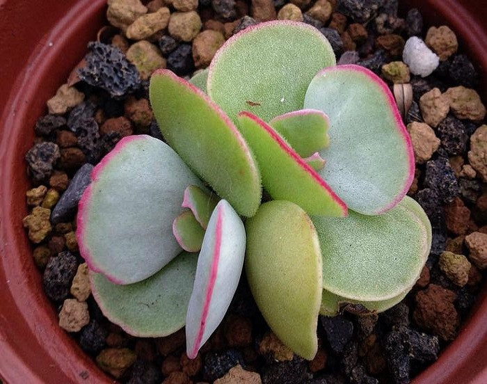 Cotyledon ORBICULATA 