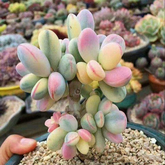 Cotyledon ORBICULATA v OOPHYLLA VARIEGATED или Котиледон Округлый (семена)