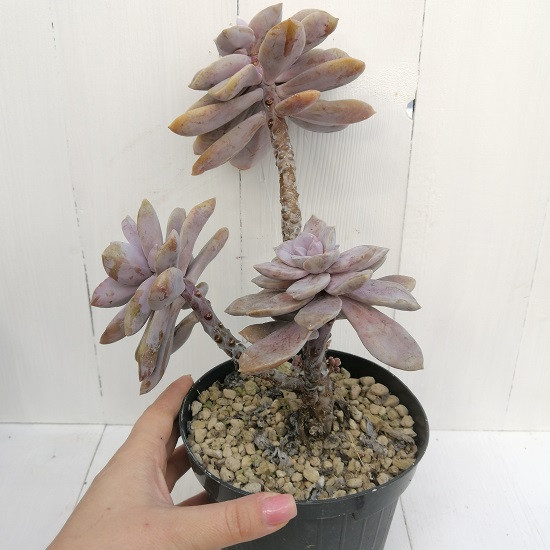 Graptopetalum PARAQUAYENSE или Граптопеталум Парагвайский (семена)