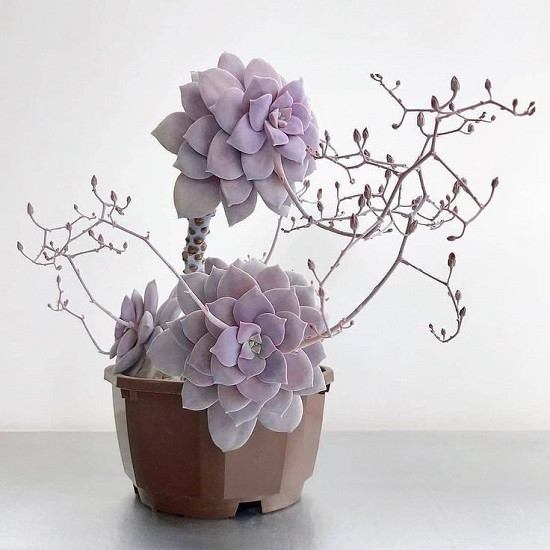 Graptopetalum SUPERBUM или Граптопеталум Превосходный (семена)