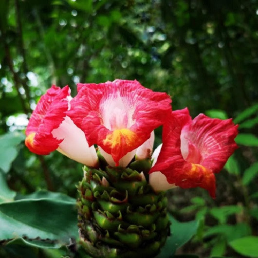 Costus LUCANUSIANUS или Костус Лукануса (растение)