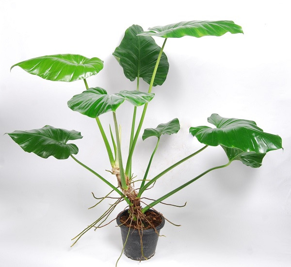 Philodendron GIGANTEUM или Филодендрон Гигантский (растение)