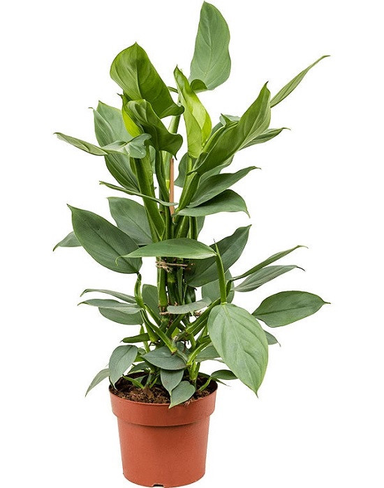 Philodendron HASTATUM или Филодендрон Хастатум (растение)