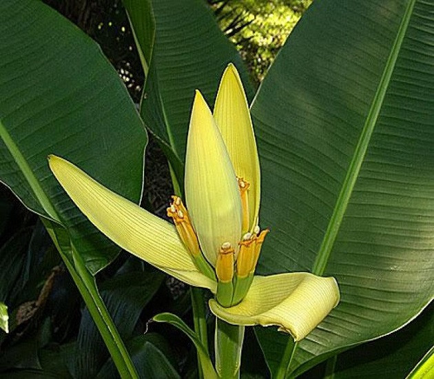 Musa SIAMENSIS 