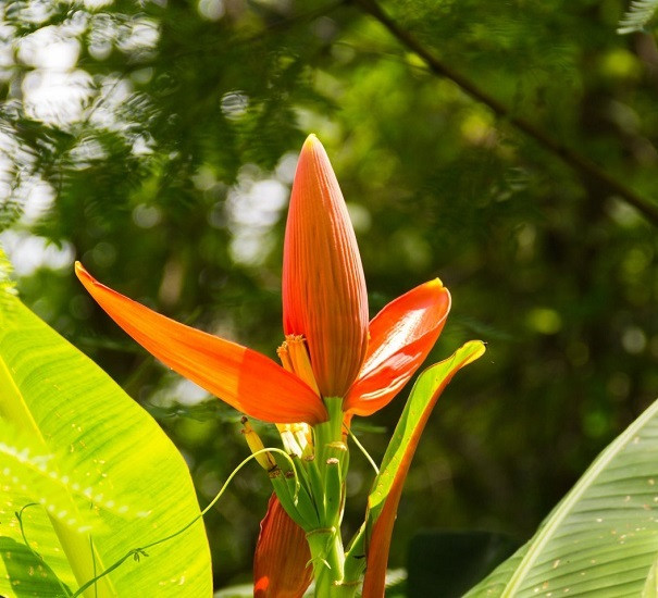 Musa AURANTIACA или Банан Апельсиновый (растение)