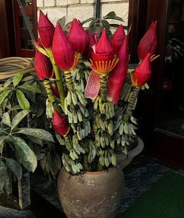 Musa SPLENDIDA или Банан Роскошный (растение)