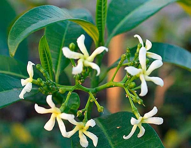 Tabernaemontana ELEGANS или Табернемонтана Элегантная (растение)