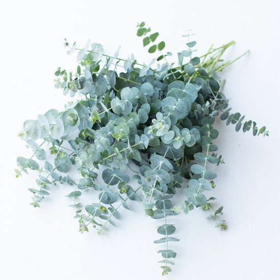 Eucalyptus LEUCOXYLON или Эвкалипт Белодревесный (растение)