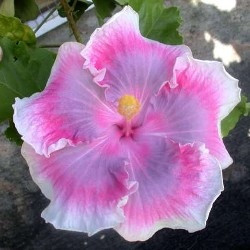 Гибискус TAHITIAN PINK PRINCESS (растение)