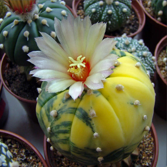 Astrophytum ASTERIAS var VARIEGATA или Астрофитум Звездчатый Вариегатный (семена)
