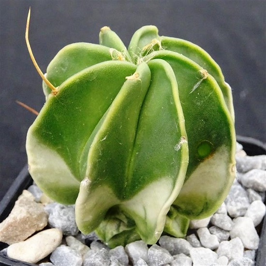 Astrophytum CAPRICORNE var Variegata или Астрофитум Козерогий Вариегатный (семена)